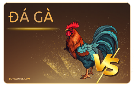 đá gà bomwin
